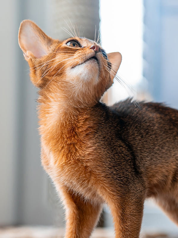 Abyssinian cat standing in front of their scratching post and looking up