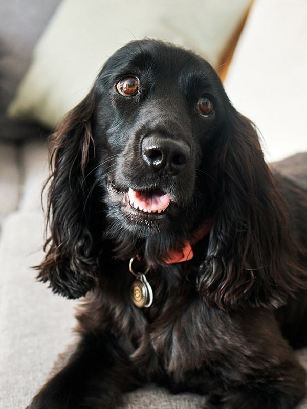 Black cocker spaniel dog giving a loving look while resting on a sofa