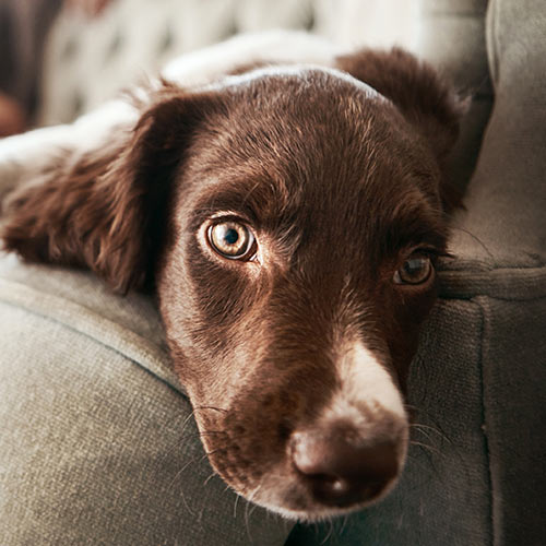 closeup of a brown puppy looking concerned while lying on a sofa