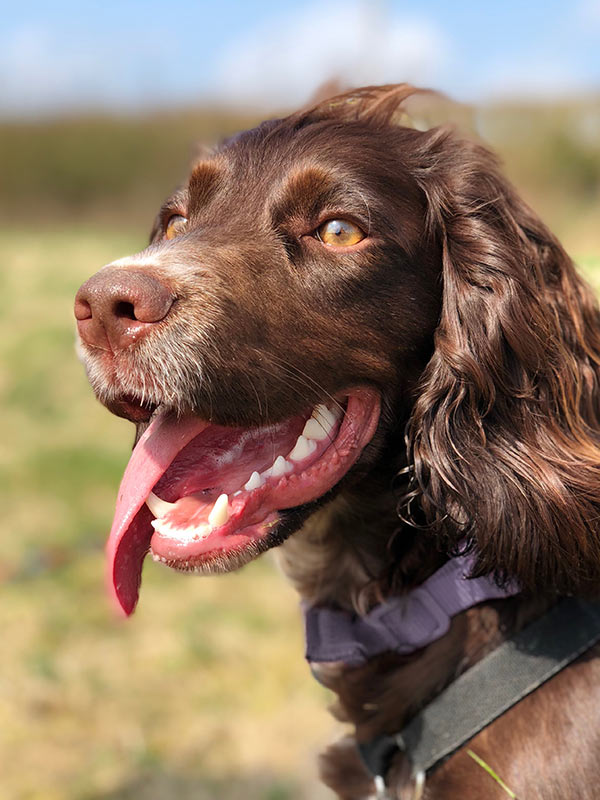 Closeup of an excited brown spaniel dog outside with their tongue hanging out