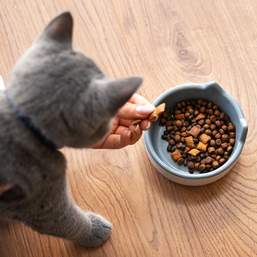 Closeup of a gray kitten being fed kibble from a food bowl