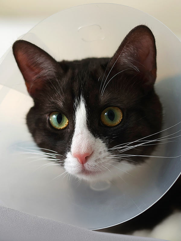 Closeup of a tuxedo cat wearing a recovery cone after a surgical procedure