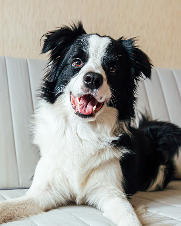 A happy black and white border collie dog on a light gray sofa