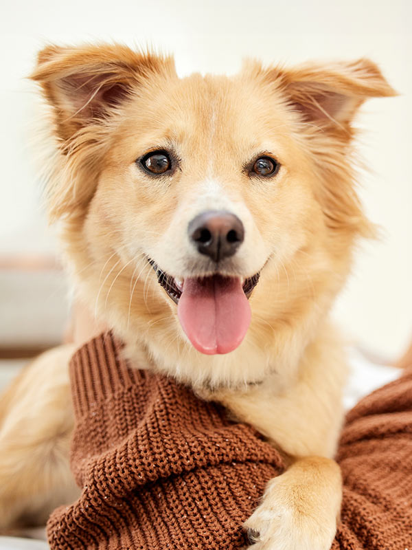 Happy dog relaxing with their smiling owner on a sofa