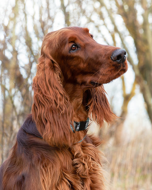 Irish red setter dog in front of a backdrop of winter trees