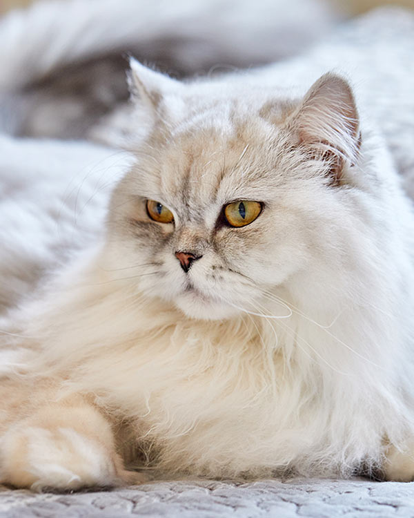 A white long-haired cat resting on a bed