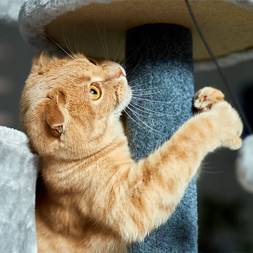 Orange cat playing with a dangling toy on a scratching post