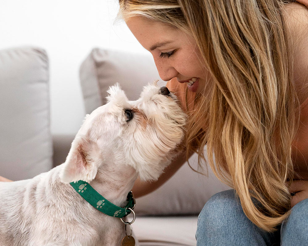 Schnauzer dog looking up lovingly at their owner