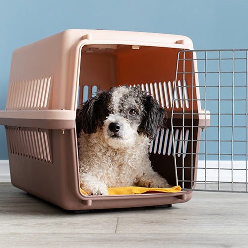 A small fluffy grey and white puppy inside a light pink carrier