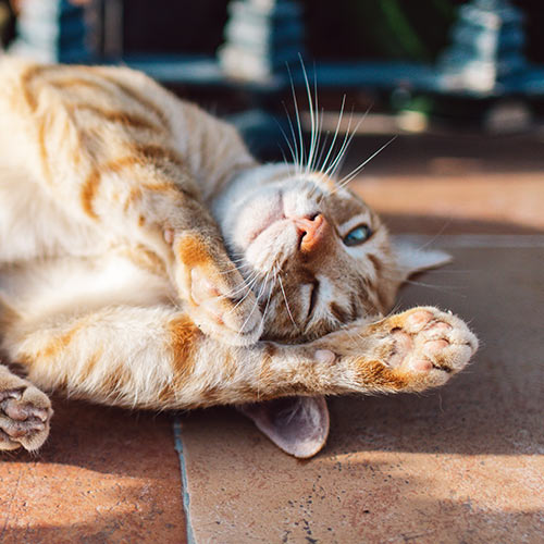 Striped orange cat grooming themselves on a patio