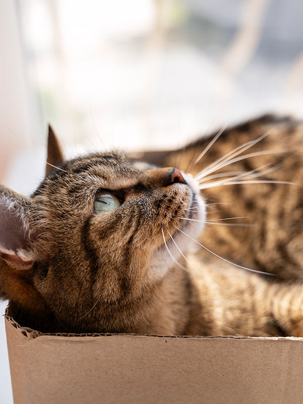 Tabby cat relaxing in a cardboard box