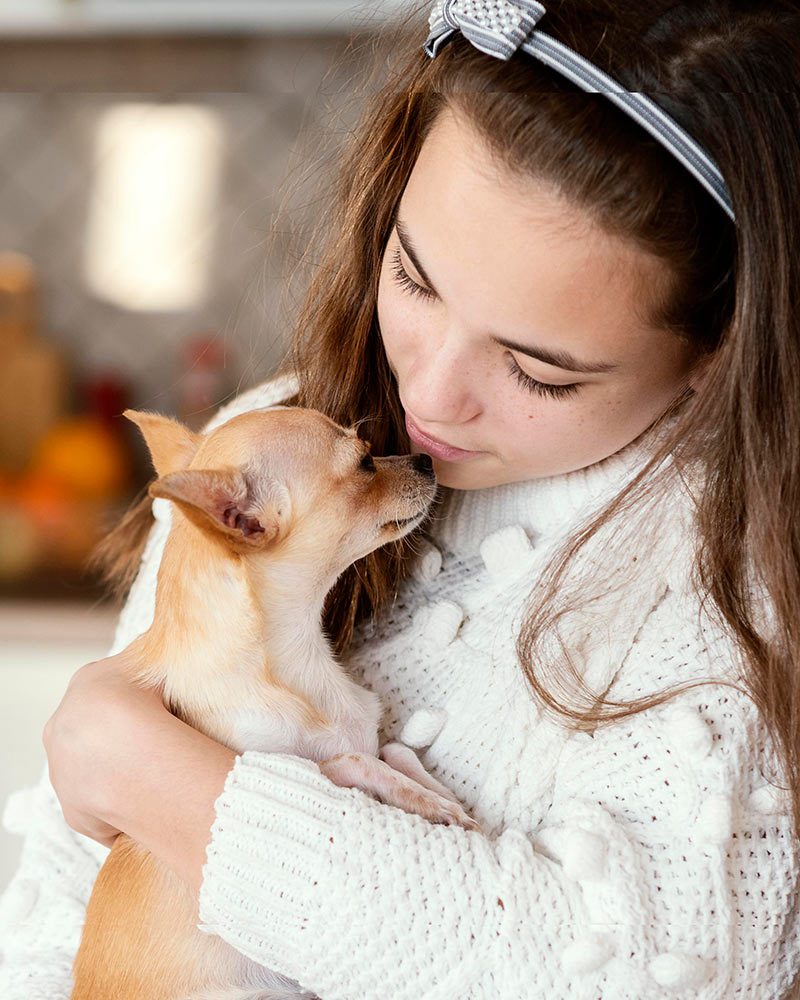 A young girl wearing headband gently holding a shorthaired chihuahua dog